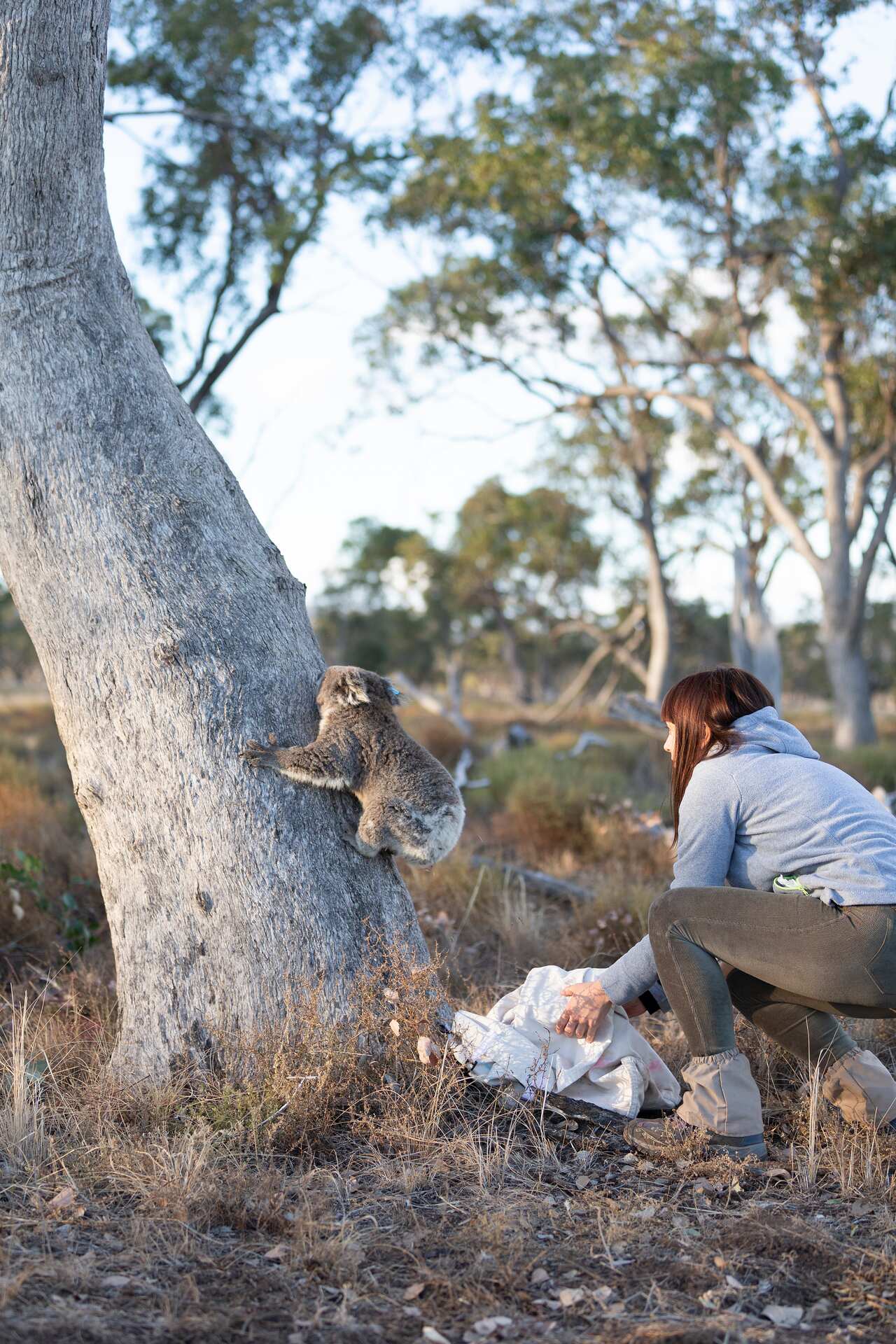 7587_1_Pave_the_Way_Gunnedah_Koala. Valentina Mella releases koala on Rob Friend's property in Gunnedah, NSW.
