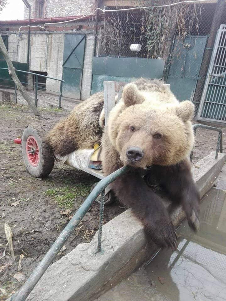 A disabled bear gets wheels by Vassilis Tzigouras