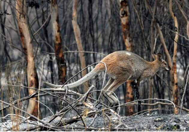 Wildlife that survived the bushfire in Wollemi National Park near Sydney graze for food, Sunday, November 17, 2019 AAP