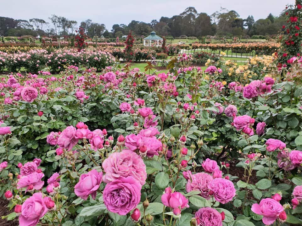 Victoria State Rose Garden