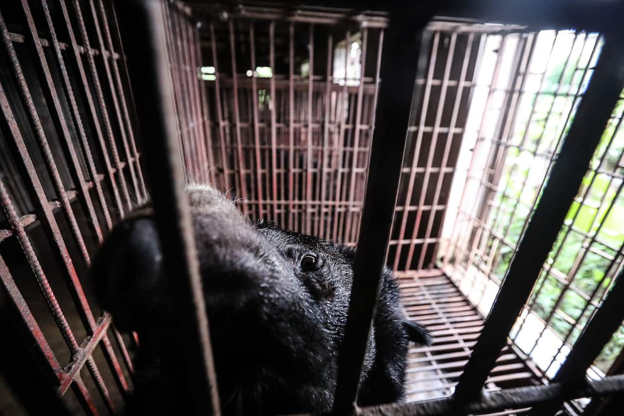 Vietnam, Ninh Binh Province | 2017 09 27 | Bear farm with four bears at Ninh Binh. Here: female bear May.