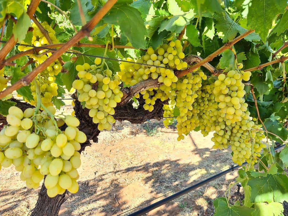 ready to be harvested grapes