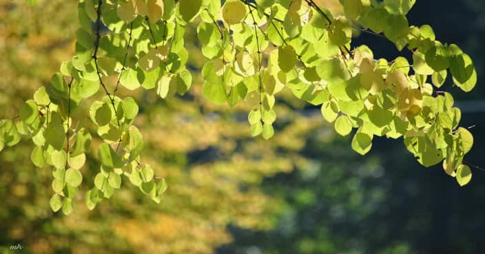 Nắng trong vườn