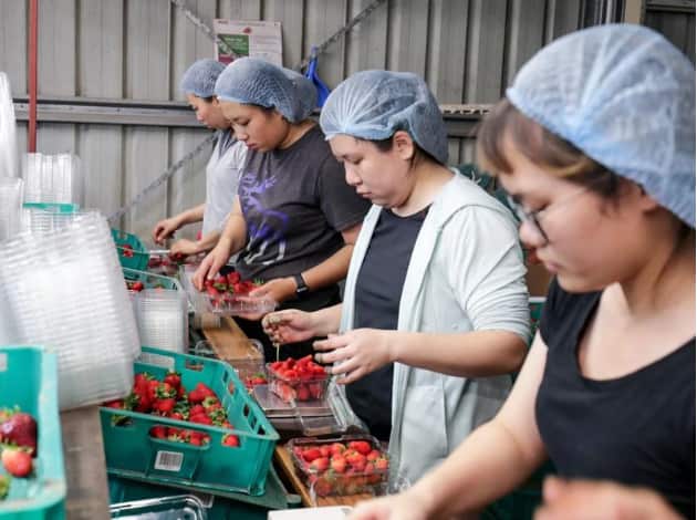 The Morrison government says the increase in working holiday makers will support regional economies. AAP