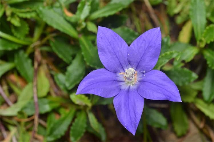 Wahlenbergia gloriosa in a suburban garden in O'Connor, ACT