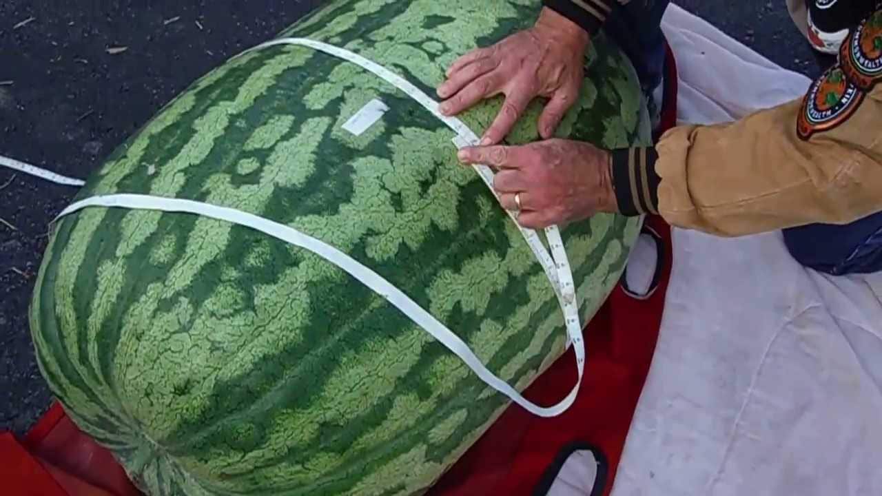 70 kg indian watermelon