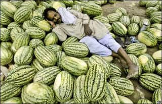 70 kg indian watermelon
