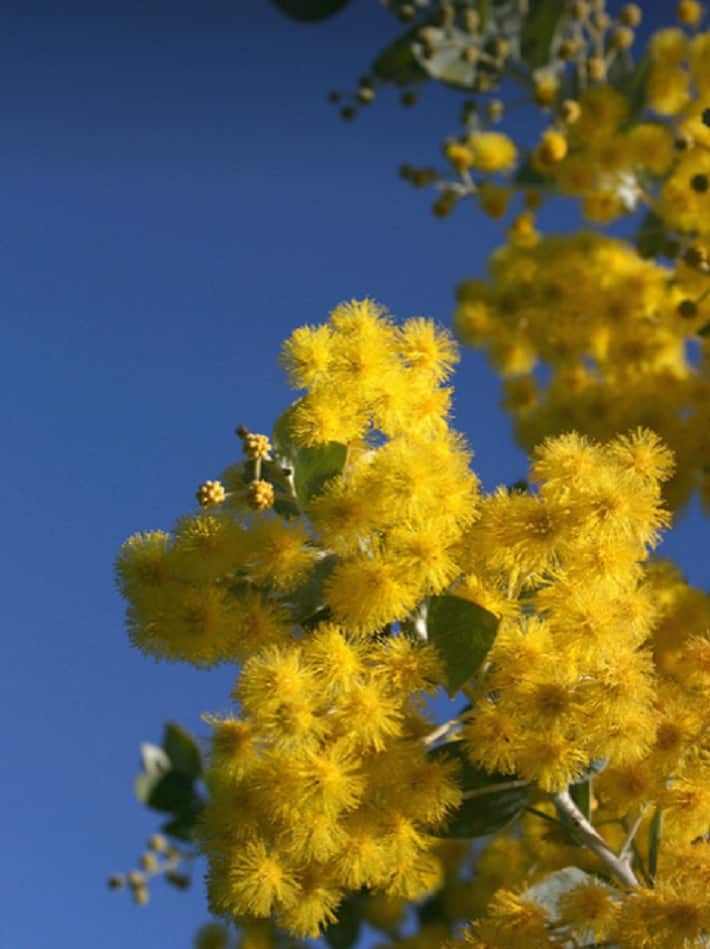 Golden Wattle