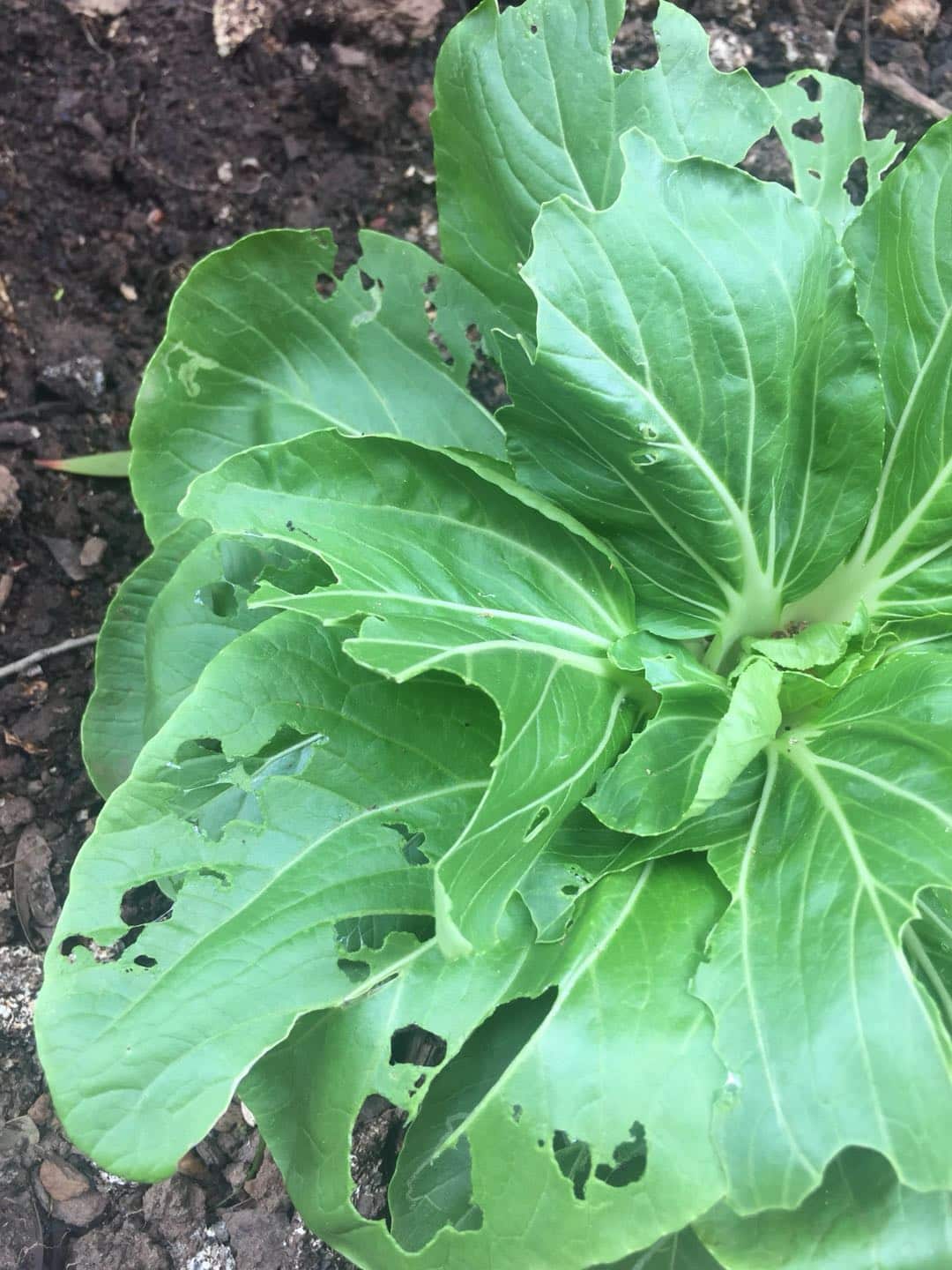 被菜青虫咬坏的菜