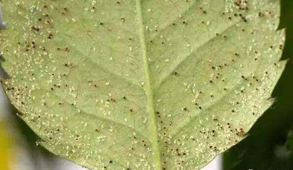 红蜘蛛是一类繁殖极快的刺吸式口器害虫