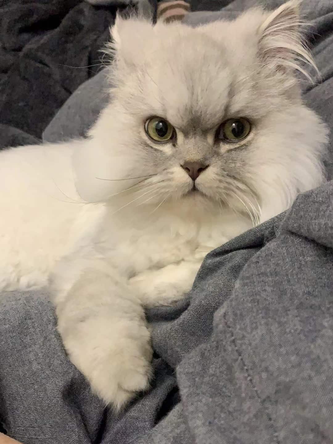 Concerns for pets are high amid the Shanghai lockdown.