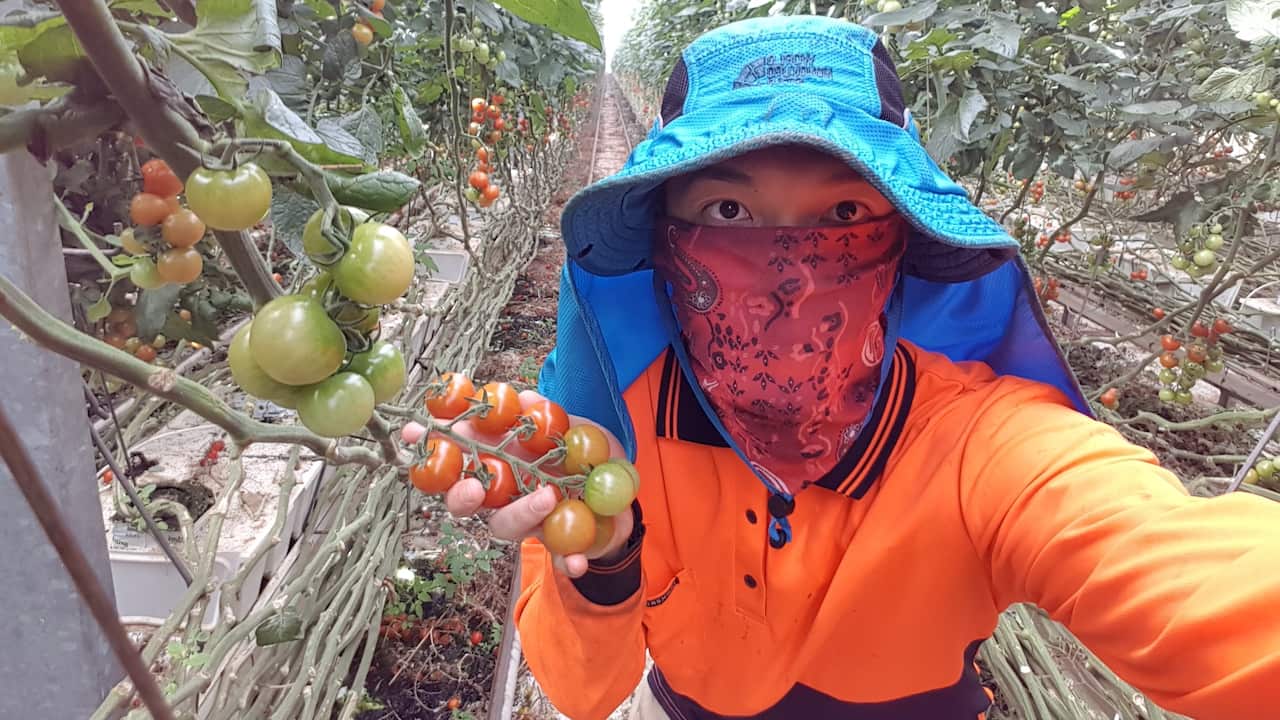 Harvesting greenhouse tomatoes