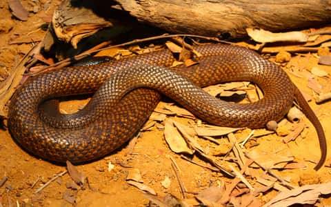 Western brown snake
