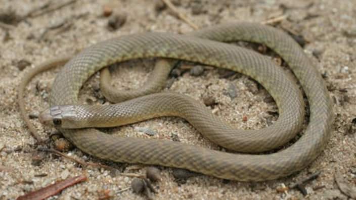 Western Brown Snake