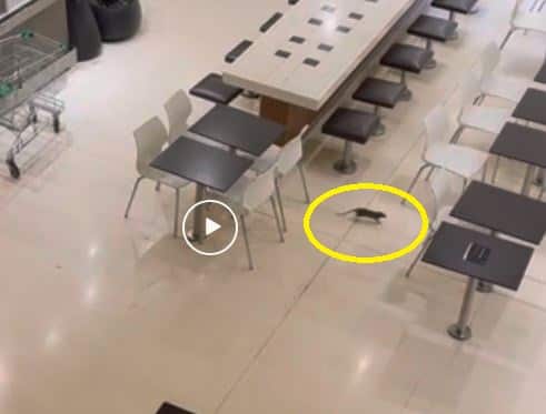 Rat found in Westfield shopping centre in Parramatta