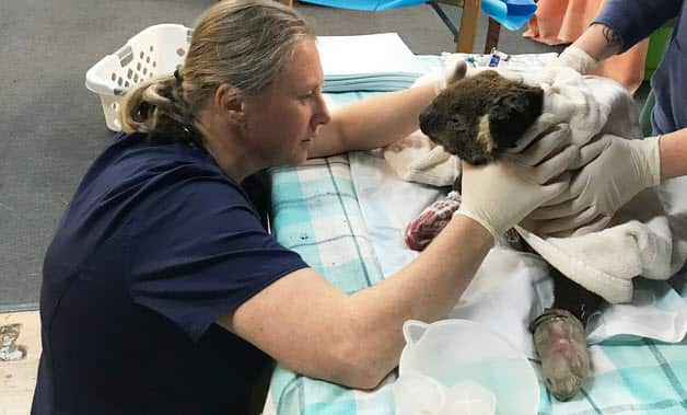Veterinarians move into bushfire zones to save injured wildlife