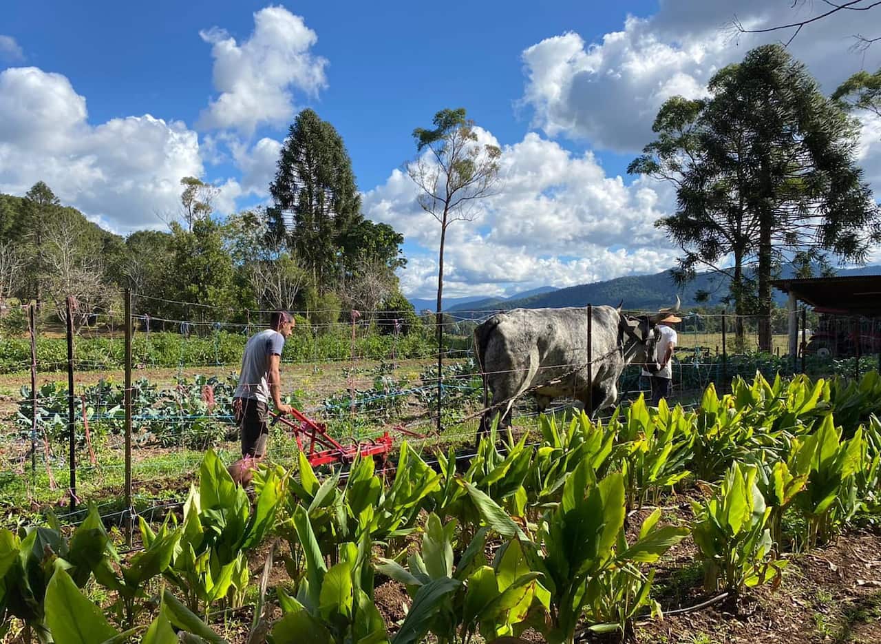 Shanti the bullock cultivating in the large vegetable garden.