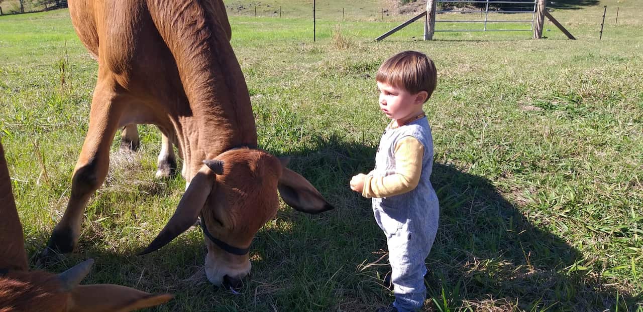 Krsna Kirtan's 20-month old grandson interacting with a friendly young bulls.