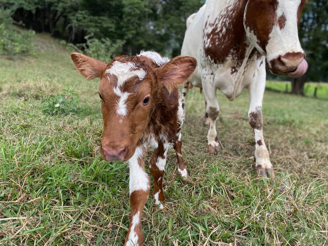 Krsna Kirtan's 20-month old grandson interacting with a friendly young bulls.