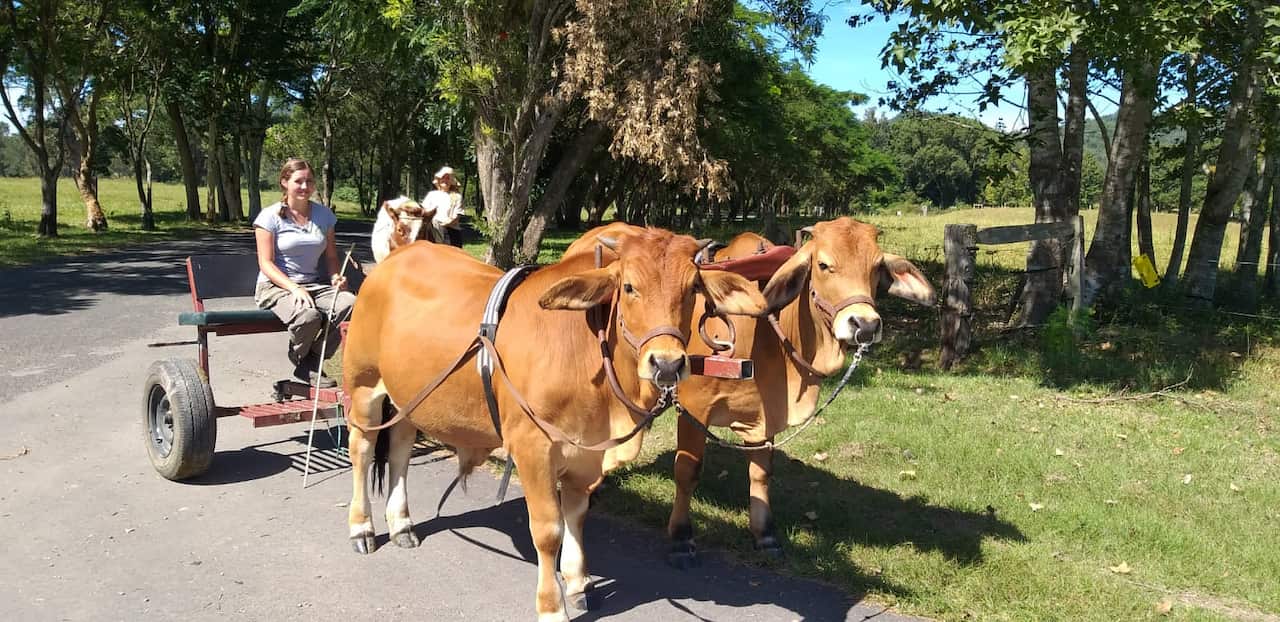 Young Mandali training on a bullock cart.