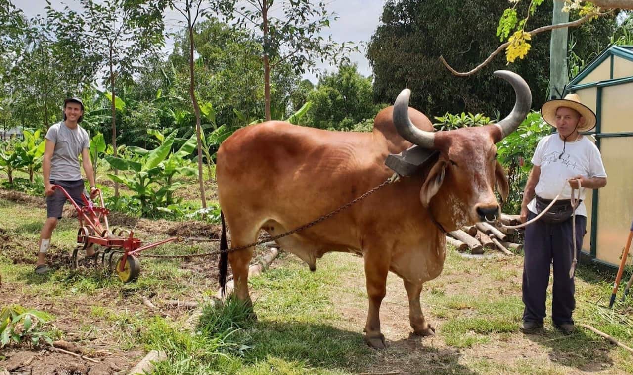 Krsna Kirtan (R) with big Govi working in the gardens. Suratanath (L) holding cultivator.