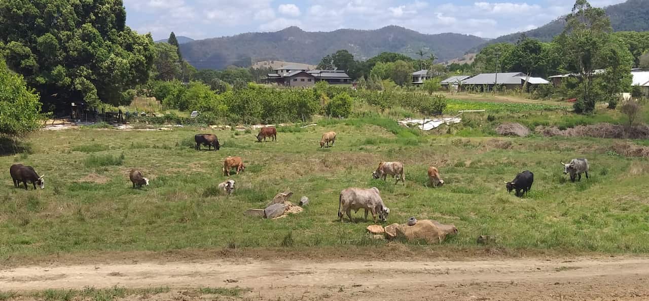 Krsna Kirtan (R) with big Govi working in the gardens. Suratanath (L) holding cultivator.