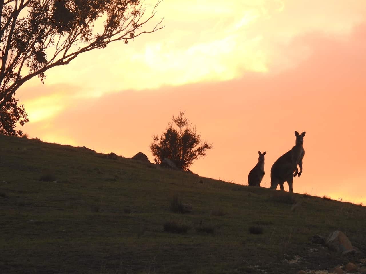 Kangaroos in Balashikha