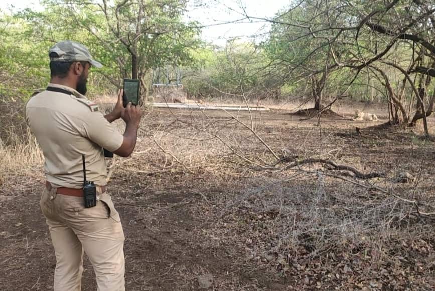 Asiatic lions in India