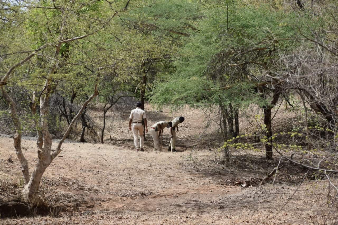 Asiatic lions in India