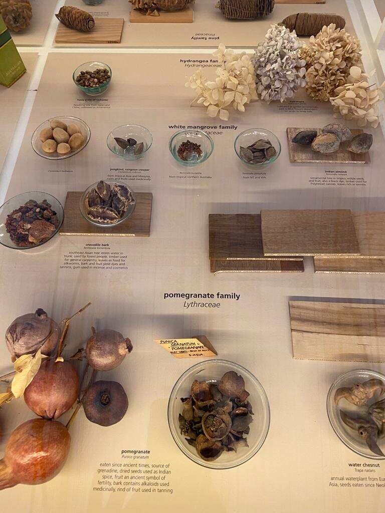 Colección de plantas Jardín Botánico de Adelaida