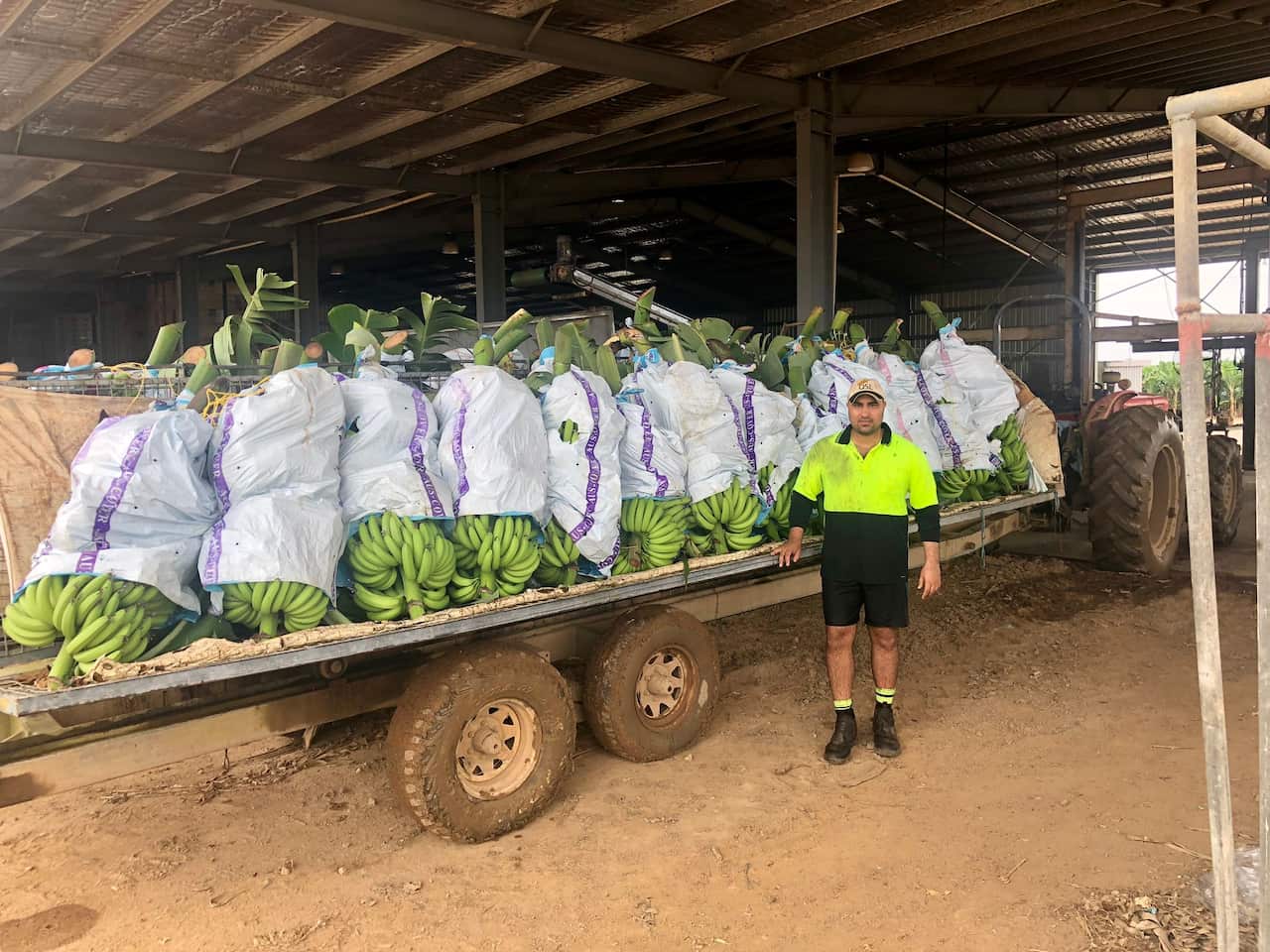 In a day’s work at banana plantations, near Cairns, FNQ.