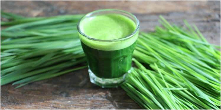 wheatgrass