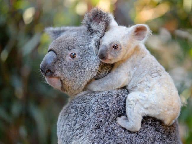 A white koala joey and its mother