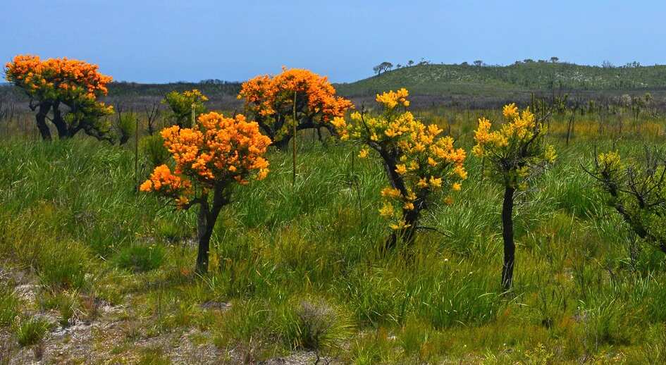Wild Flower Season in WA