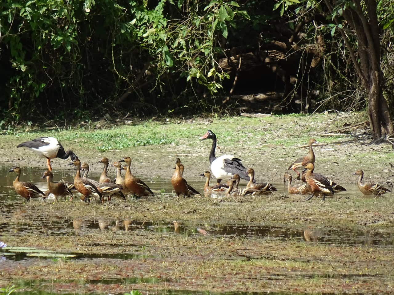 Arnhem Land Wild life