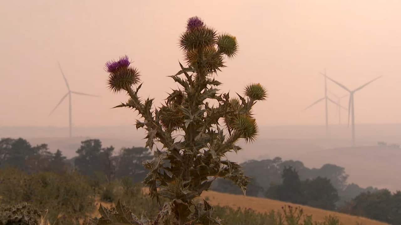 Windenergie Canberra Australien Windturbinen