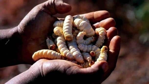 Witchetty Grub