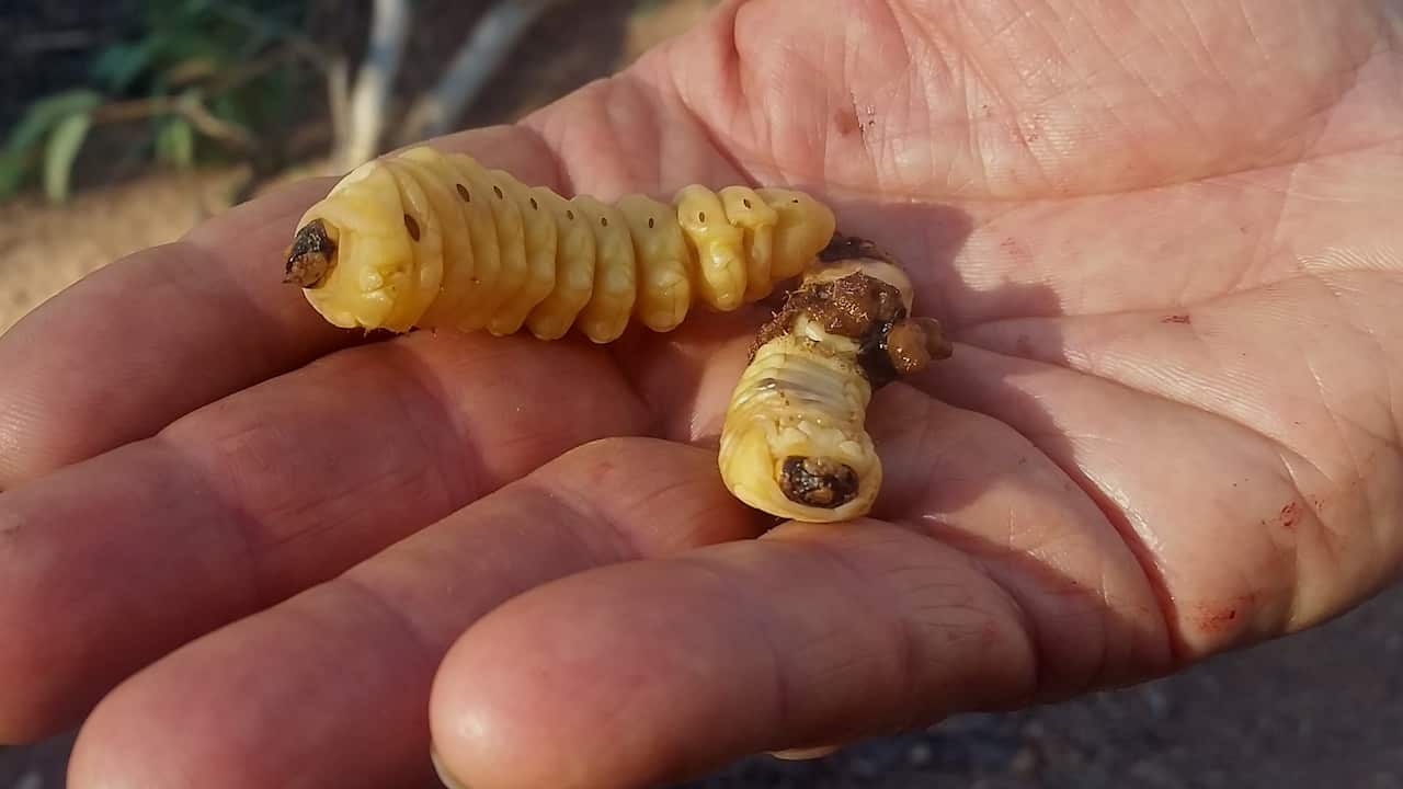 Witchetty Grub on hand. Source - Flickr - Doug Beckers 