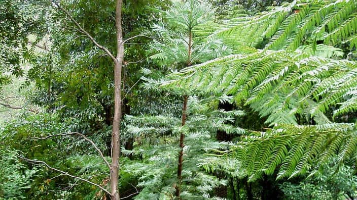 کاج وولمی به فسیل زنده مشهور است