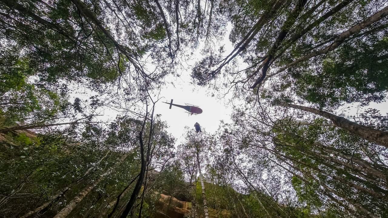 A helicopter above the prehistoric Wollemi Pines in Wollemi National Park, NSW.  