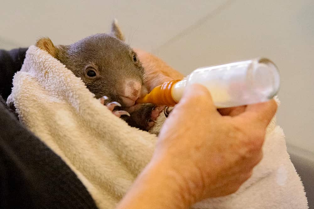 Japanese Tour Guide Midori Tasmania