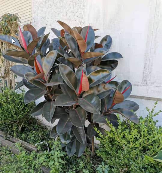 橡皮树很多人都爱种，可您知道它会窜根吗？