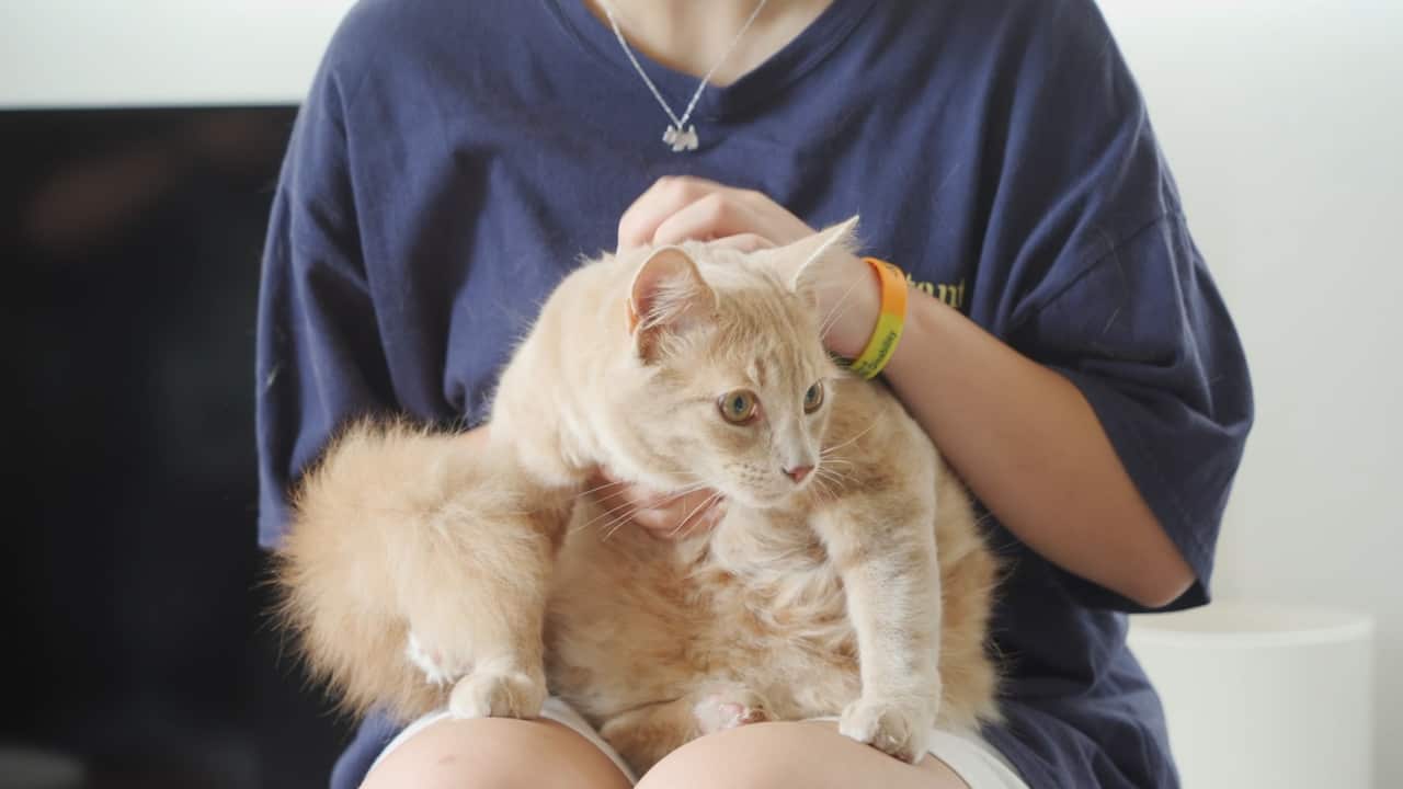 “胆小”的Benny最终被领养者的爱心融化