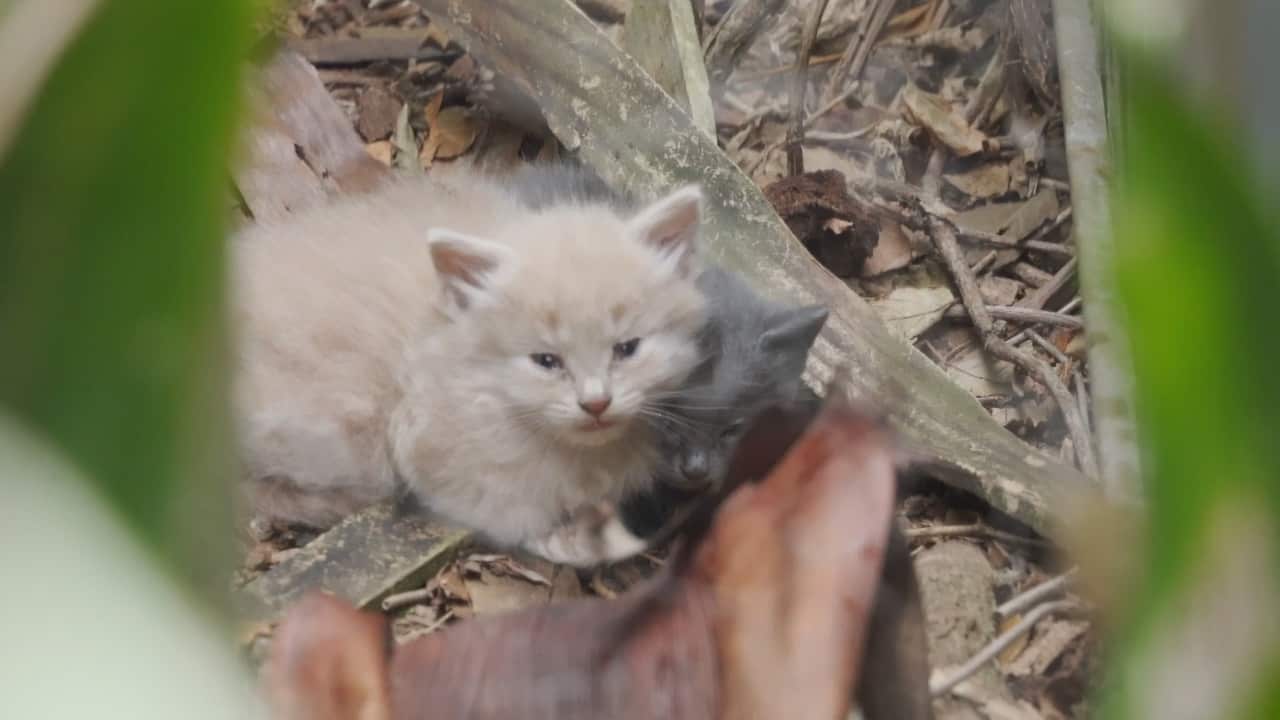 独眼猫妈妈阿刁带着小黄和小灰“投奔”悉尼摄影师Jun Liang的后院