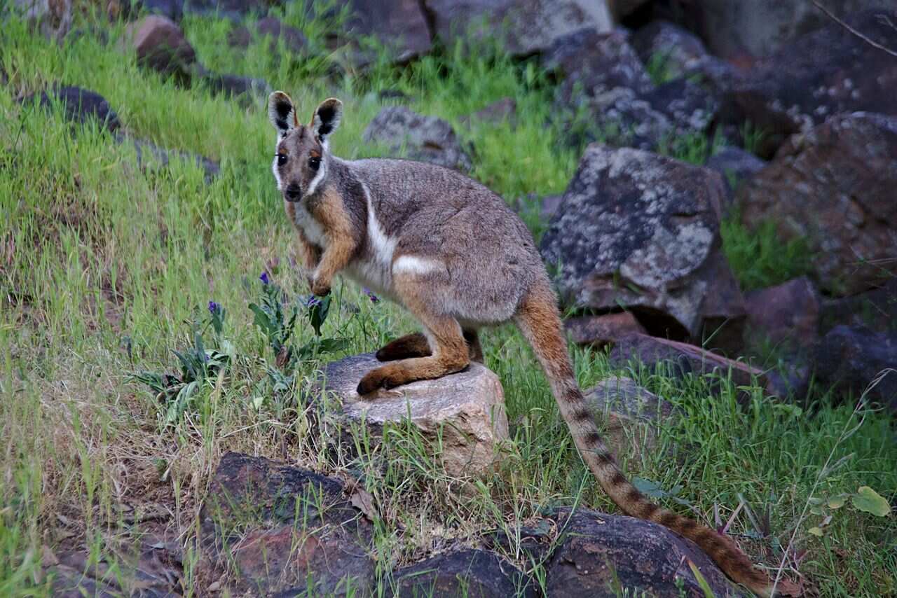 Il wallaby delle rocce dai piedi gialli è diffuso in South Australia