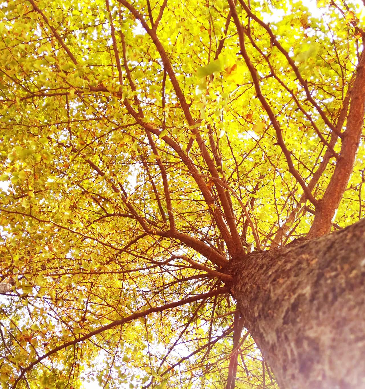 銀杏樹-希望的使者