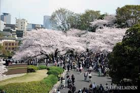 樱花盛开的日子