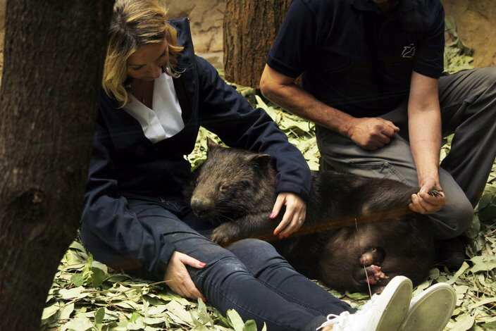 Animals