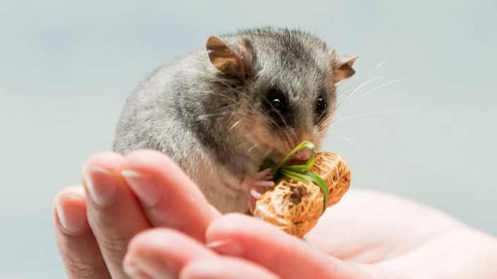 Mountain Pygmy-possum