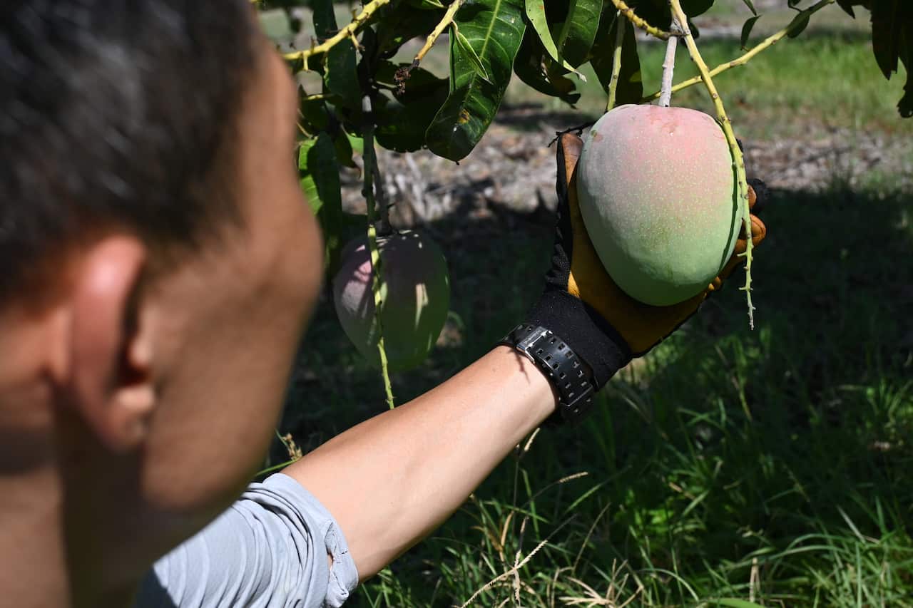 cantonese-mangofarm4